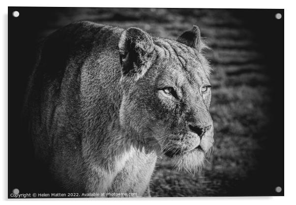 A lioness looking past the camera black and white Acrylic by Helkoryo Photography