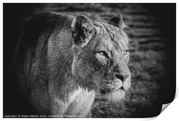 A lioness looking past the camera black and white Print by Helkoryo Photography