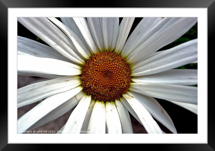 giant Daisy in close up. Framed Mounted Print by john hill