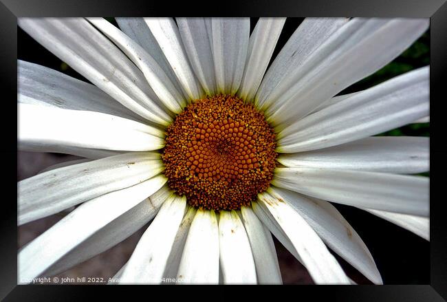 giant Daisy in close up. Framed Print by john hill