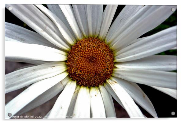 giant Daisy in close up. Acrylic by john hill