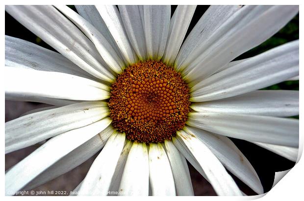giant Daisy in close up. Print by john hill