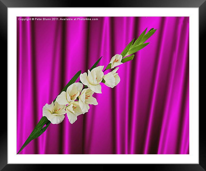 White Gladiola on Purple silk  B/G Framed Mounted Print by Peter Blunn