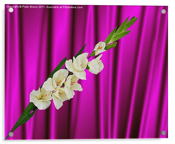 White Gladiola on Purple silk  B/G Acrylic by Peter Blunn