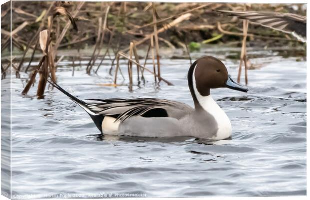Pintail Canvas Print by Martin Pople