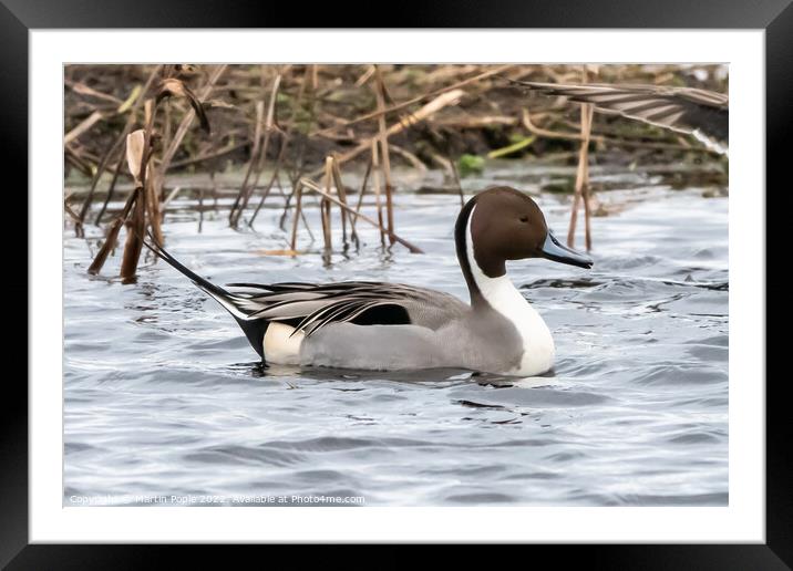 Pintail Framed Mounted Print by Martin Pople