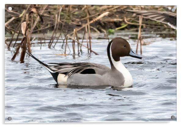 Pintail Acrylic by Martin Pople