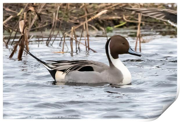 Pintail Print by Martin Pople