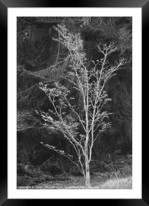 tree profile Framed Mounted Print by Simon Johnson