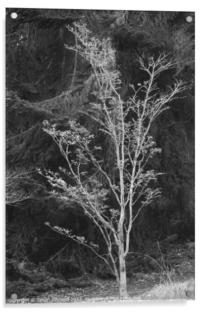 tree profile Acrylic by Simon Johnson