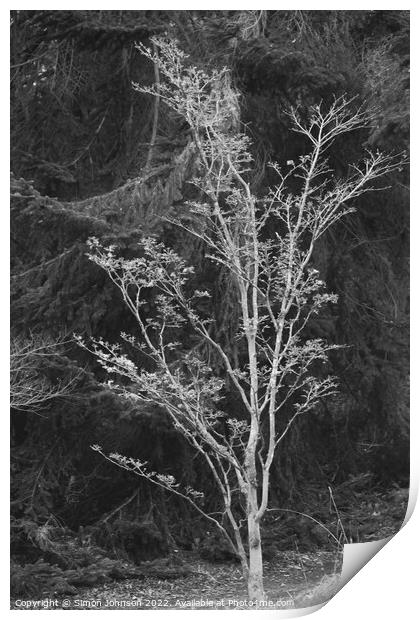 tree profile Print by Simon Johnson