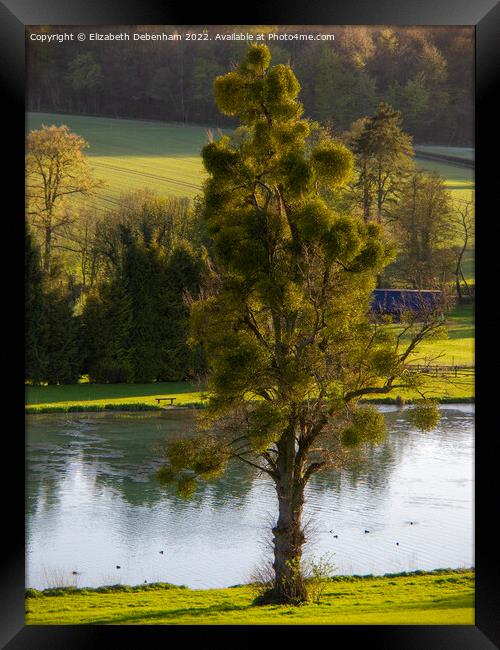 Mistletoe Tree at Latimer, Chess Valley Framed Print by Elizabeth Debenham