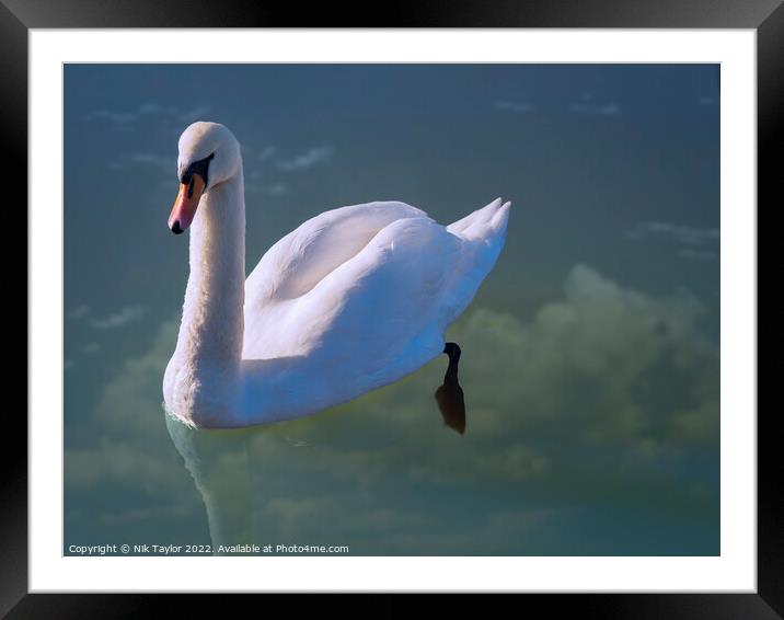 Floating swan Framed Mounted Print by Nik Taylor