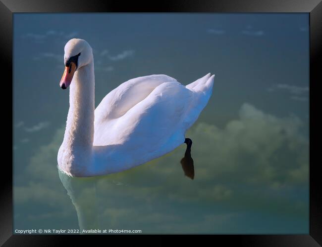 Floating swan Framed Print by Nik Taylor