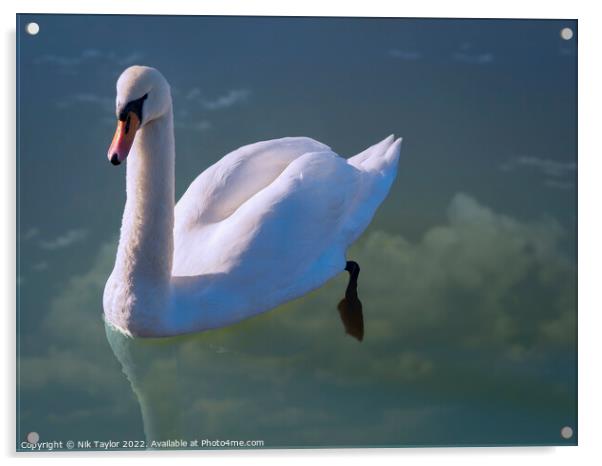 Floating swan Acrylic by Nik Taylor