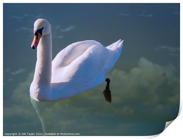 Floating swan Print by Nik Taylor