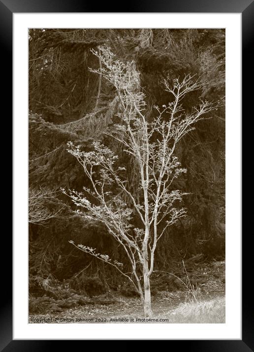 Tree profile Framed Mounted Print by Simon Johnson