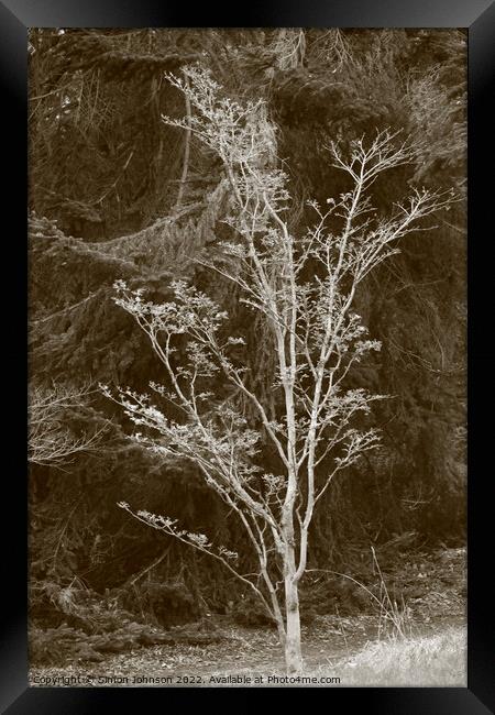Tree profile Framed Print by Simon Johnson