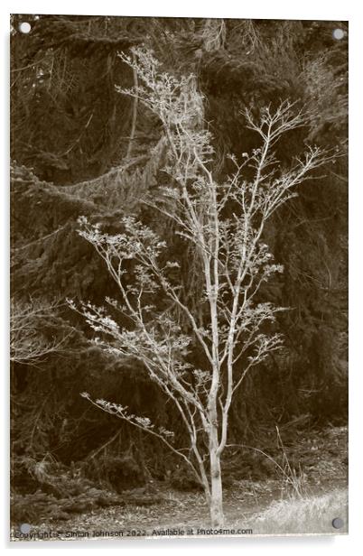 Tree profile Acrylic by Simon Johnson