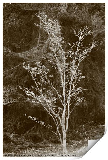 Tree profile Print by Simon Johnson