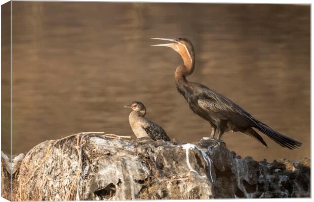 African Darter and Reed Cormorant, No. 2 Canvas Print by Belinda Greb