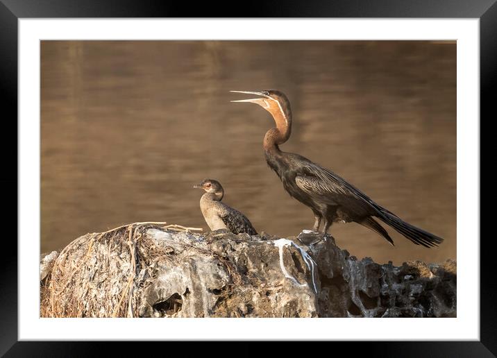 African Darter and Reed Cormorant, No. 2 Framed Mounted Print by Belinda Greb