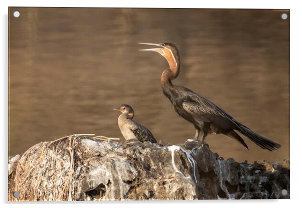 African Darter and Reed Cormorant, No. 2 Acrylic by Belinda Greb