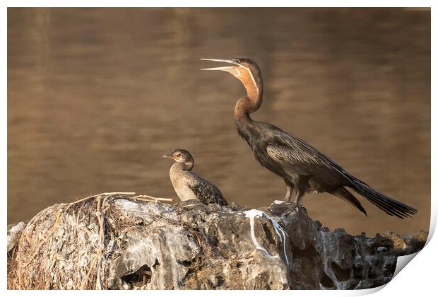 African Darter and Reed Cormorant, No. 2 Print by Belinda Greb