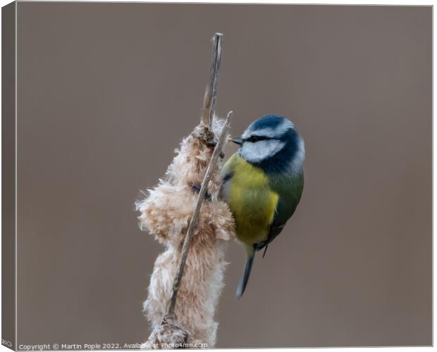 Blue Tit on Bullrush  Canvas Print by Martin Pople