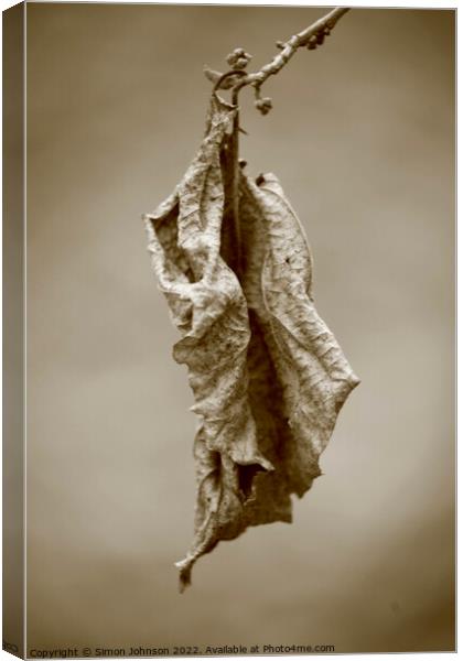 Dying leaf Canvas Print by Simon Johnson