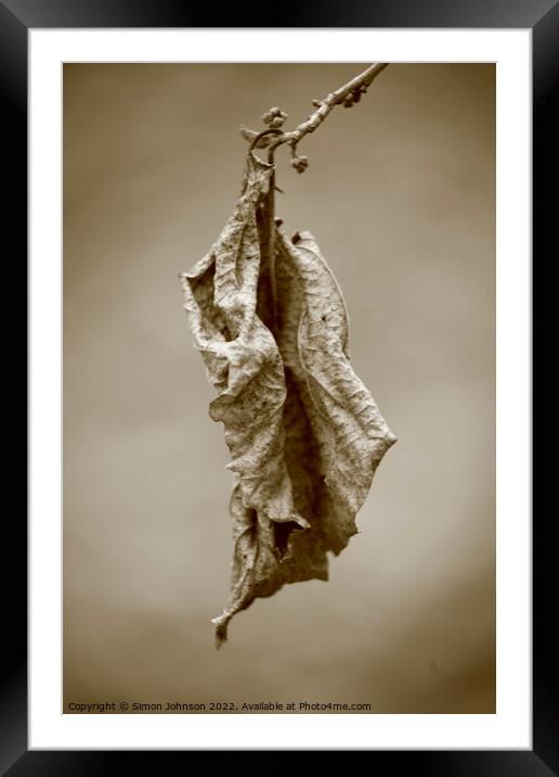 Dying leaf Framed Mounted Print by Simon Johnson