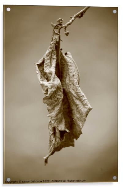 Dying leaf Acrylic by Simon Johnson