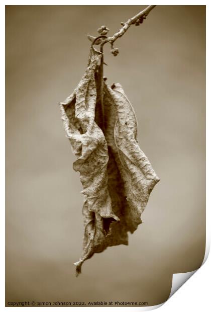Dying leaf Print by Simon Johnson