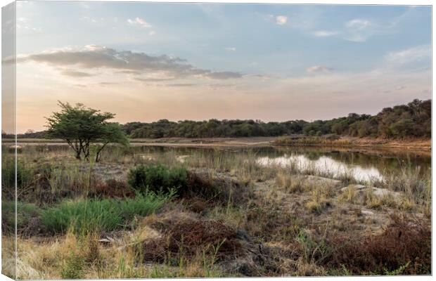 Evening Light on the Okavango River Canvas Print by Belinda Greb