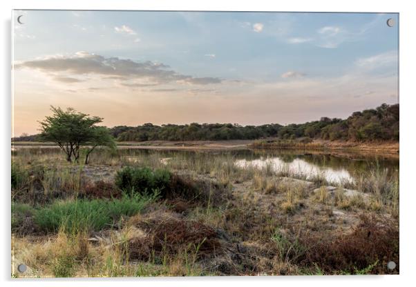 Evening Light on the Okavango River Acrylic by Belinda Greb