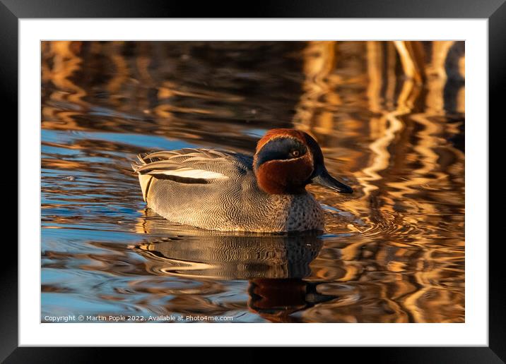Teal on water Framed Mounted Print by Martin Pople