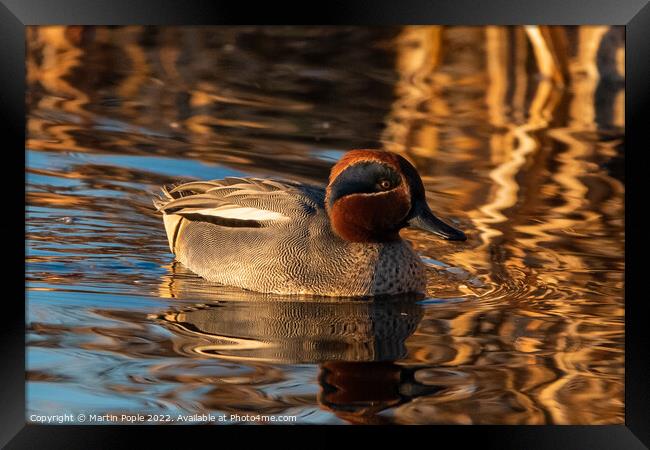 Teal on water Framed Print by Martin Pople
