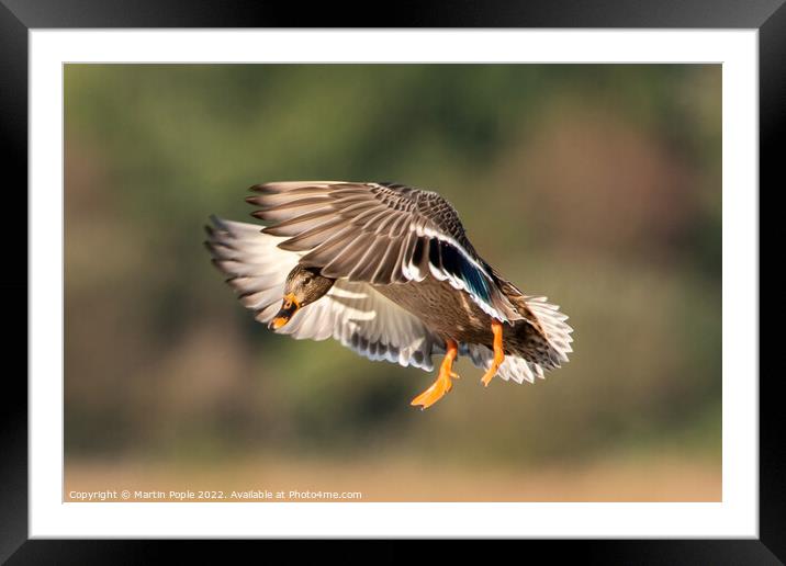 Female Mallard coming into land  Framed Mounted Print by Martin Pople