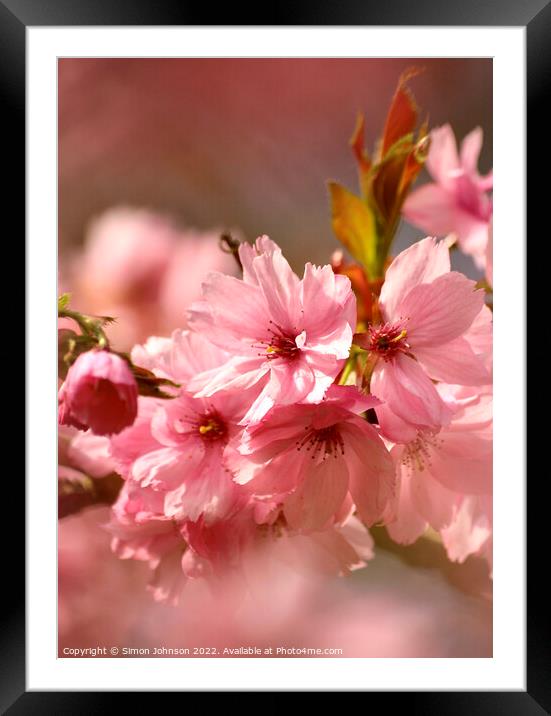 pink blossom Framed Mounted Print by Simon Johnson