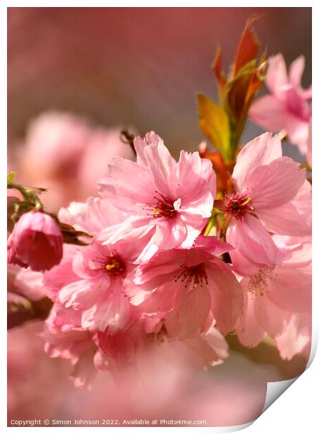 pink blossom Print by Simon Johnson