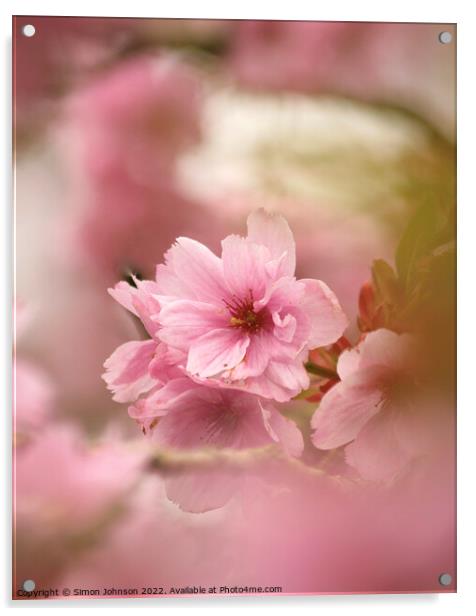 pink Cherry Blossom Acrylic by Simon Johnson