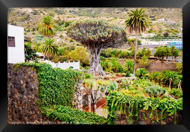 Millennial specimen of the dragon tree, Dracaena draco, in Icod  Framed Print by Joaquin Corbalan