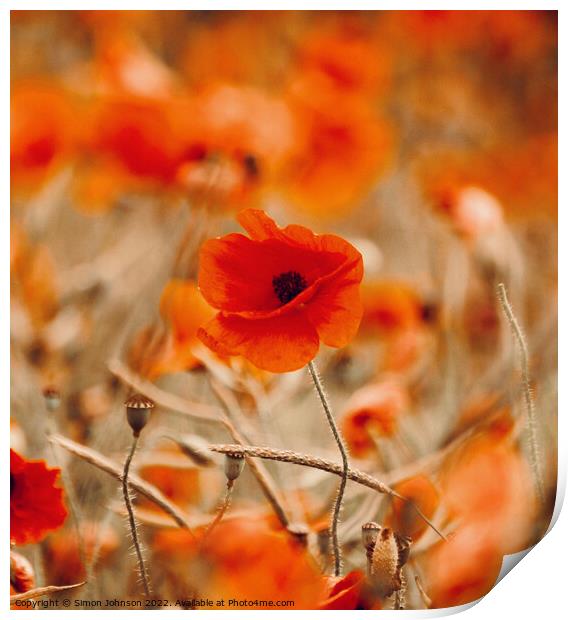 poppy in the wind Print by Simon Johnson