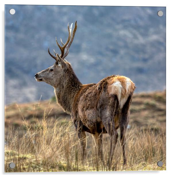 Red Deer Stag with Big Antlers Acrylic by Derek Beattie