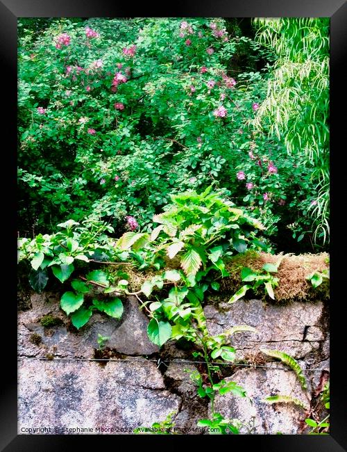 Stone wall with creeper Framed Print by Stephanie Moore