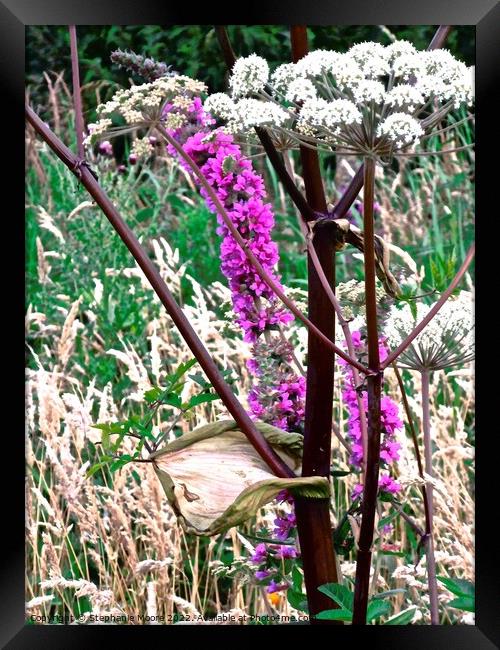Irish wild flowers Framed Print by Stephanie Moore