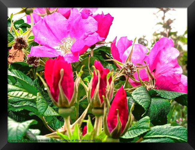 Wild pink roses Framed Print by Stephanie Moore