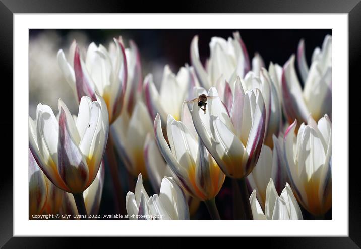 White Tulips Framed Mounted Print by Glyn Evans