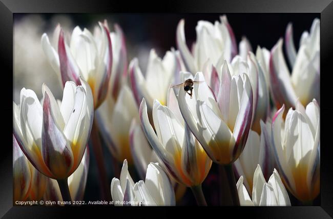 White Tulips Framed Print by Glyn Evans