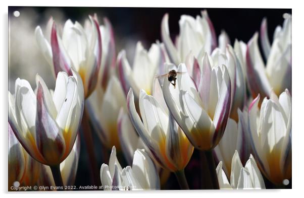 White Tulips Acrylic by Glyn Evans